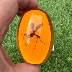 Può includere: Un fermacarte in resina arancione traslucida di forma ovale contenente un esemplare di insetto scuro conservato, con ali visibili e lunghe zampe sottili sospese al centro del materiale liscio e levigato.