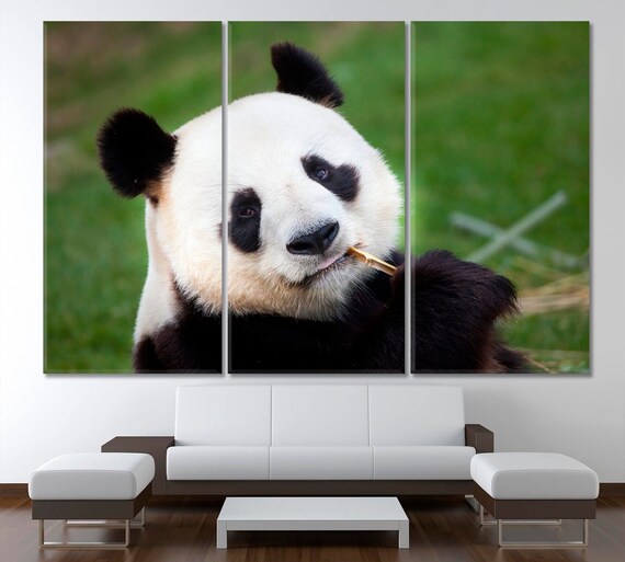 Panda Panda Canvas Panda Wall Art Panda Wall Decor Panda Etsy