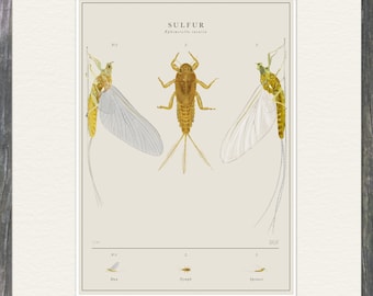 Ephemerella invaria (Sulfur) Life Cycle Illustration 11" x 14" Giclee Print