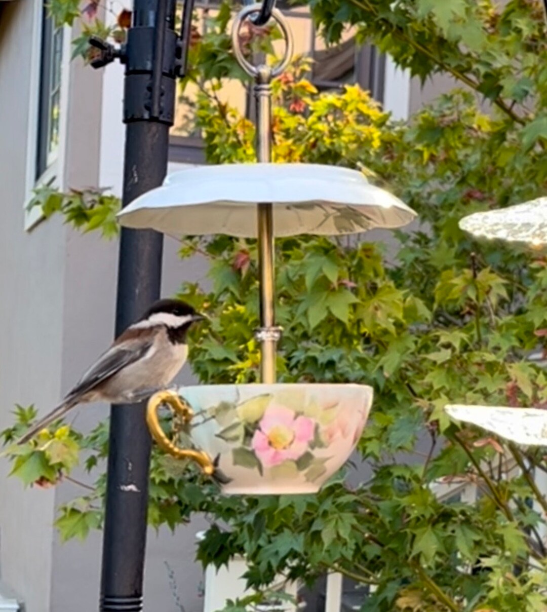 Tea Cup Bird Feeder Antique Haviland Limoges TEA CUP & Etsy