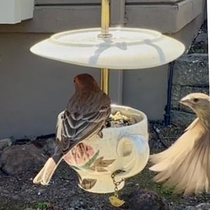 May include: A bird feeder made from a teacup, suspended by a gold-colored chain and a metal rod. A small brown bird perches on the edge of the teacup, which is filled with birdseed. A second bird is visible to the right.