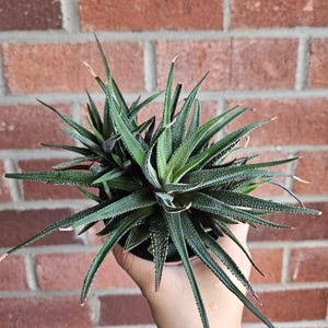 Zebra Plant Succulent - Haworthia Attenuata -  3 Inch Pot - Fairy Garden - Live Succulent Plant
