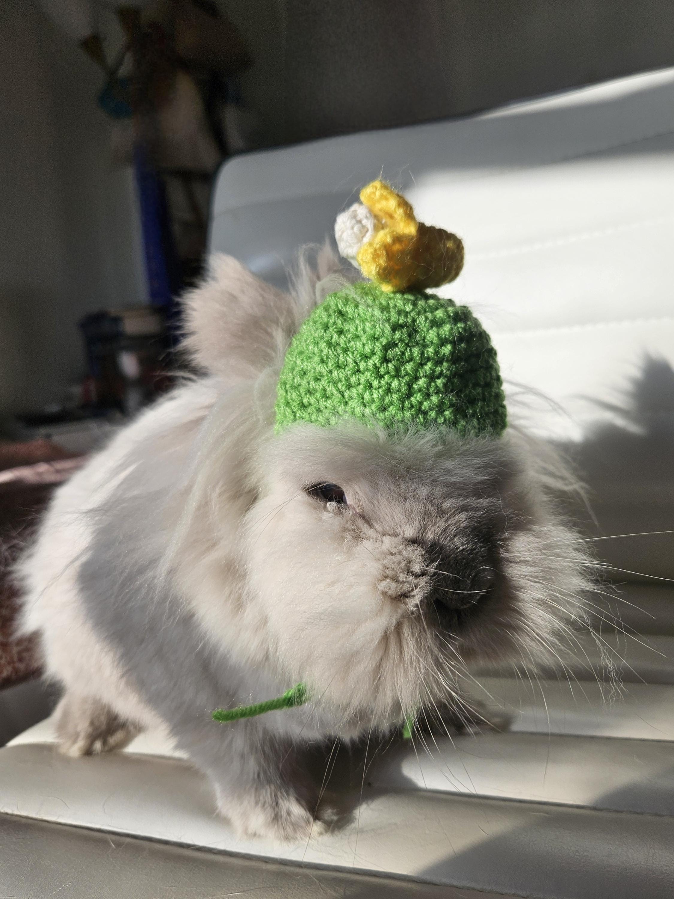 Fruit & Veggie Pet Hat: Crochet Bunny, Chinchilla, Hedgehog Outfit