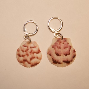 Sea Shell Ohrringe, Huggies &#39;, Calico Jakobsmuschel