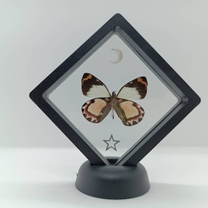 Real naturalized butterfly in its floating frame