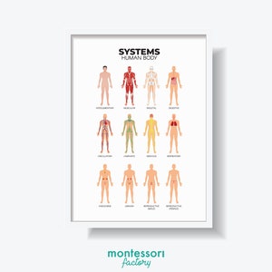 HUMAN BODY SYSTEMS Science Astronomy Kids Room Wall Art Montessori Kindergarten Primary Educational Poster Learning Chart Printable