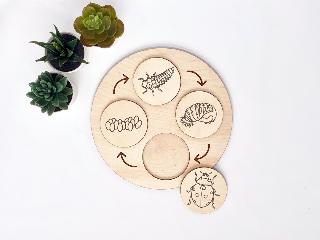 Ladybug Life Cycle Tray • Wooden Montessori Material - Etsy