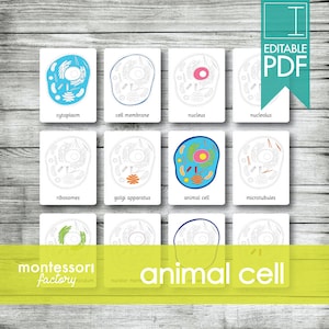 Op de afbeelding: Een set van 12 printbare kaarten voor een Montessori-activiteit over de dierlijke cel. De kaarten bevatten illustraties van verschillende delen van een dierlijke cel, waaronder het cytoplasma, het celmembraan, de kern, de nucleolus, ribosomen, het Golgi-apparaat, de dierlijke cel en microtubuli. De kaarten zijn gelabeld met de naam van elk celdeel.