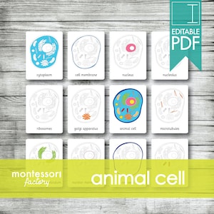 ANIMAL CELL • Montessori Cards • Flash Cards • Three Part Cards • Nomenclature Cards • Montessori • Waldorf • Printable • Editable PDF