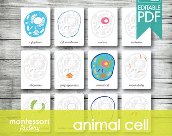 DIERENCEL • Montessorikaarten • Flitskaarten • Driedelige kaarten • Nomenclatuurkaarten • Montessori • Waldorf • Afdrukbaar • Bewerkbare PDF