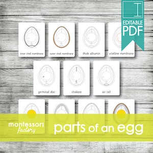 PARTES de un HUEVO • Tarjetas de Nomenclatura Montessori - Tarjetas Flash • Material educativo • Educación en el hogar • Rellenable - PDF editable (11 tarjetas)