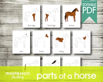 PARTS of a HORSE • Montessori Cards • Flash Cards • Three Part Cards • Nomenclature Cards • Educational Material • Printable • Editable PDF