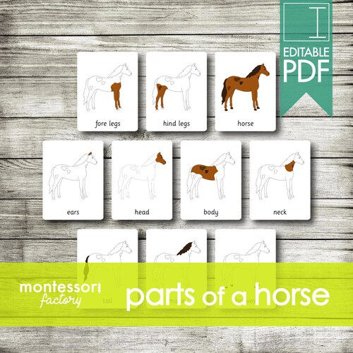 Parts of an APPLE Montessori Cards Flash Cards Three Part - Etsy