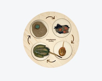 Life Cycle of a MANTA RAY • Montessori Material • Educational Toy • Wooden Life Cycle Tray • Wood Life Cycle • Biology • Zoology