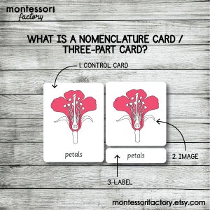 Parts of a Triangle Montessori Cards • Nomenclature 3-part Cards ...
