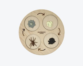 Life Cycle of a SPIDER • Montessori Material • Educational Toy • Wooden Life Cycle Tray • Wood Life Cycle • Biology • Zoology