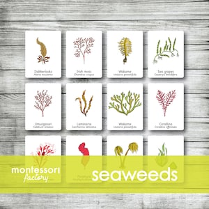 SEAWEEDS • Montessori Cards • Nomenclature Cards • Three Part Cards • Flash Cards • Montessori Printables • Editable PDF File