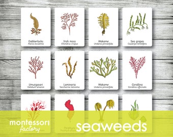SEAWEEDS • Montessori Cards • Nomenclature Cards • Three Part Cards • Flash Cards • Montessori Printables • Editable PDF File