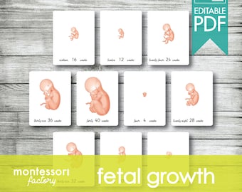 BABY FETAL GROWTH • Montessori Cards • Flash Cards • Three Part Cards • Nomenclature Cards • Montessori • Waldorf • Printable • Editable pdf