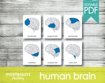 HUMAN BRAIN Parts • Montessori Cards • Flash Cards • Three Part Cards • Nomenclature Cards • Educational Material • Printable • Editable PDF