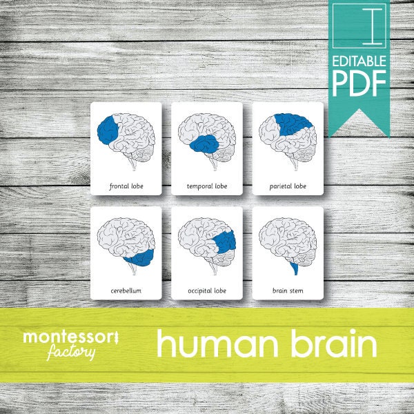 HUMAN BRAIN Parts • Montessori Cards • Flash Cards • Three Part Cards • Nomenclature Cards • Educational Material • Printable • Editable PDF