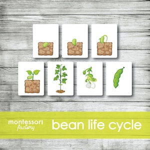 CICLO DI VITA DEL FAGIOLO • Schede Montessori • Flash Cards • Materiale didattico • Montessori stampabile • Modificabile
