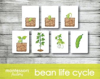 BEAN LIFE CYCLE • Montessori Cards • Flash Cards • Educational Material • Montessori Printable • Editable