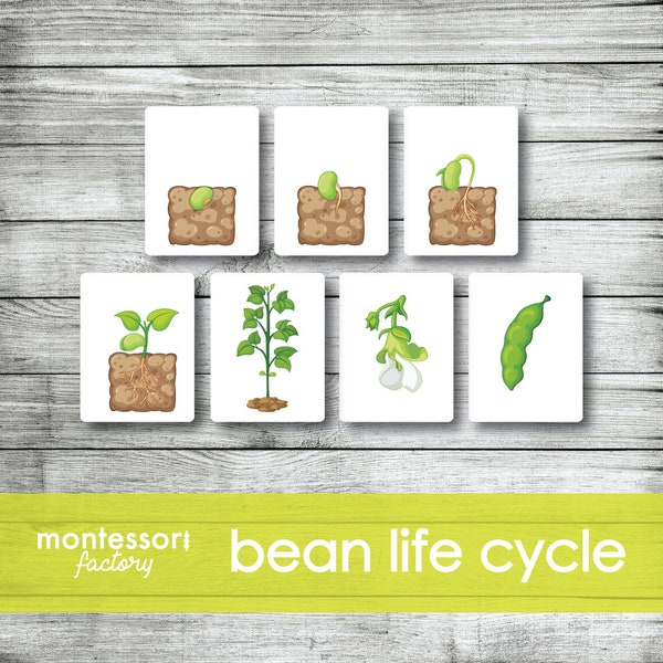 BEAN LIFE CYCLE • Montessori Cards • Flash Cards • Educational Material • Montessori Printable • Editable