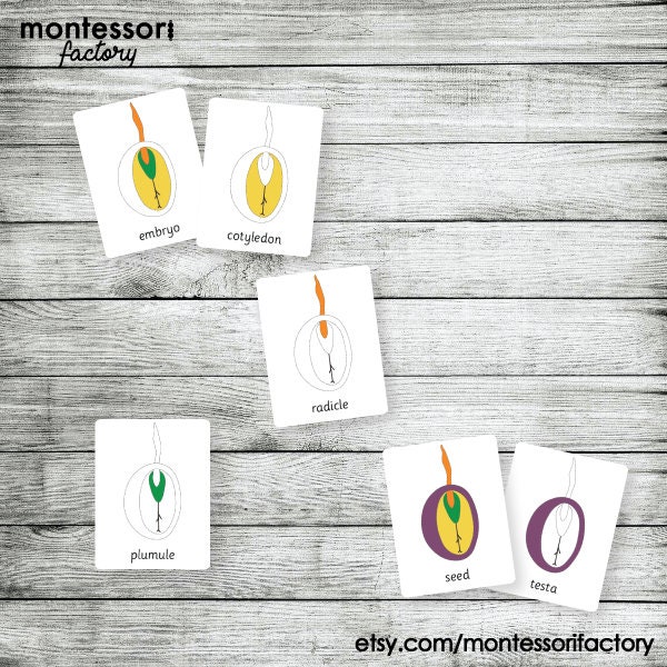 Parts of a Seed Montessori Nomenclature Cards (editable PDF) - Etsy