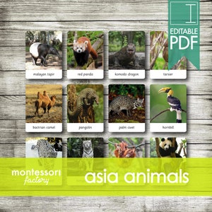 AZIË DIEREN • Montessorikaarten • Flitskaarten • Driedelige kaarten • Nomenclatuurkaarten • Educatief materiaal • Afdrukbaar • Bewerkbare PDF