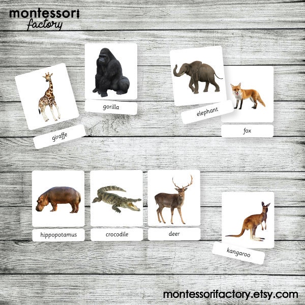 JUNGLE ANIMALS Montessori Cards Flash Cards Three Part | Etsy