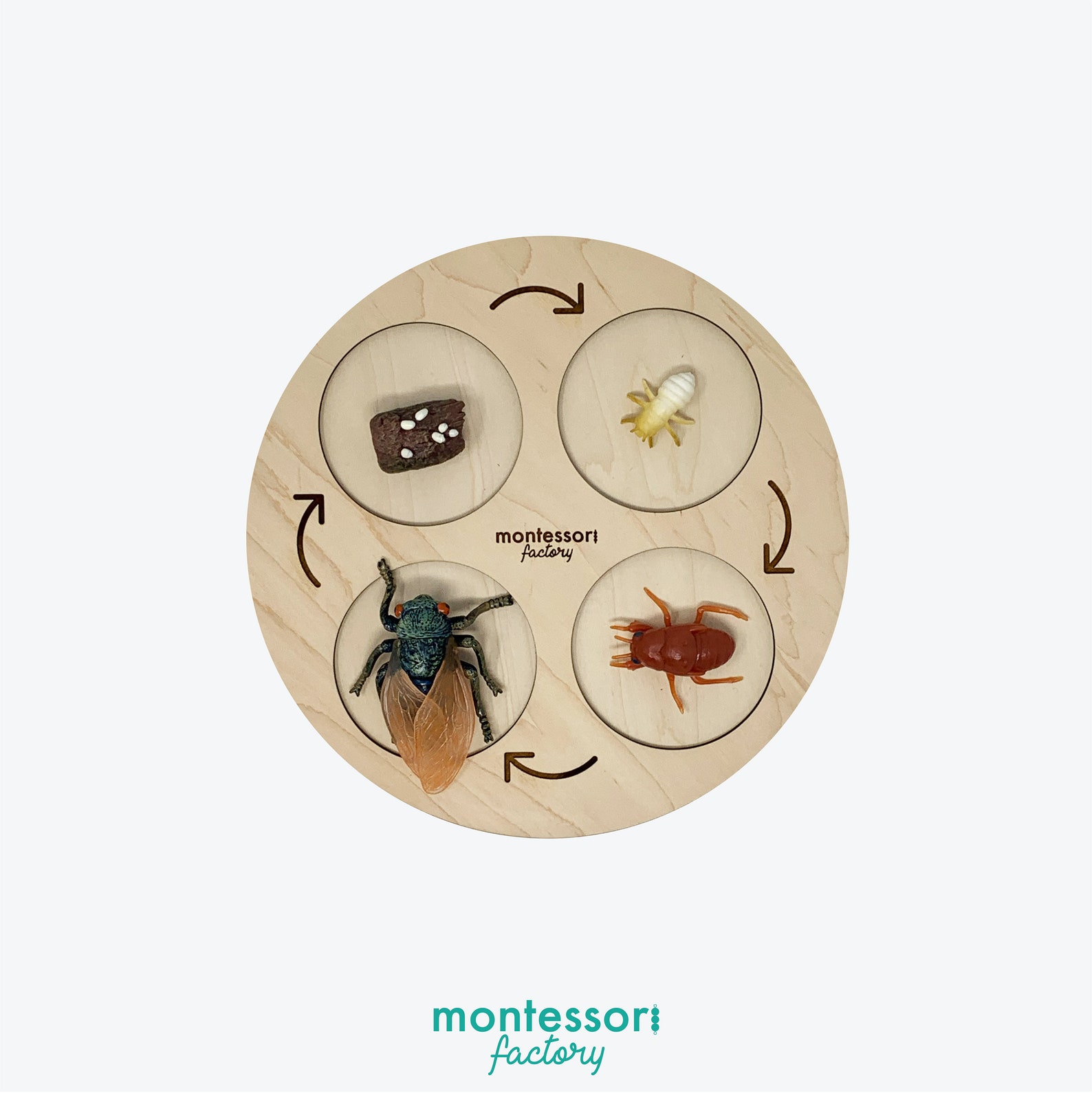 Wooden Ant Life Cycle Tray • Montessori Educational Toy, Biology ...
