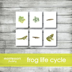 FROG LIFE CYCLE • Montessori Cards • Flash Cards • Educational Material • Montessori Printable • Editable