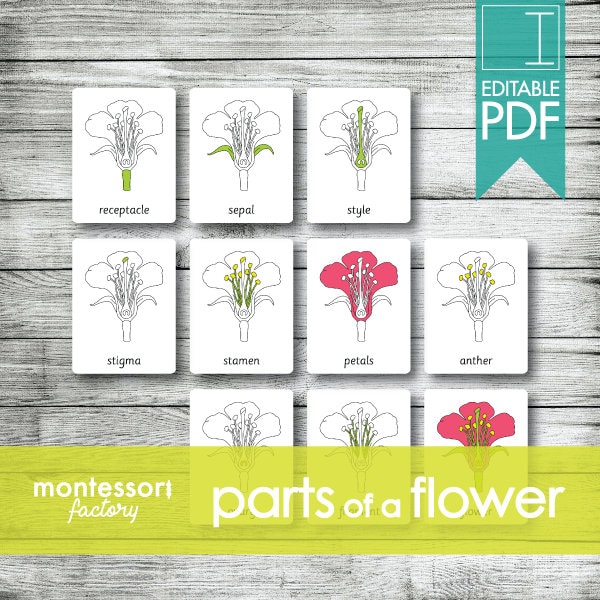 PARTS of a  FLOWER • Montessori Cards • Flash Cards • Three Part Cards • Nomenclature Cards • Educational • Printable • Editable PDF