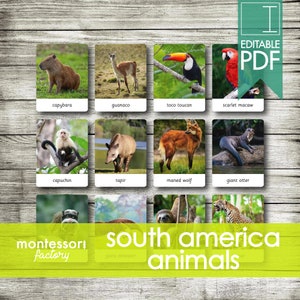 ANIMALES DE AMÉRICA DEL SUR • Tarjetas Montessori • Tarjetas Flash • Tarjetas de tres partes • Tarjetas de nomenclatura • Educativas • Imprimibles • Editables