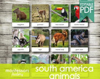 ANIMALES DE AMÉRICA DEL SUR • Tarjetas Montessori • Tarjetas Flash • Tarjetas de tres partes • Tarjetas de nomenclatura • Educativas • Imprimibles • Editables