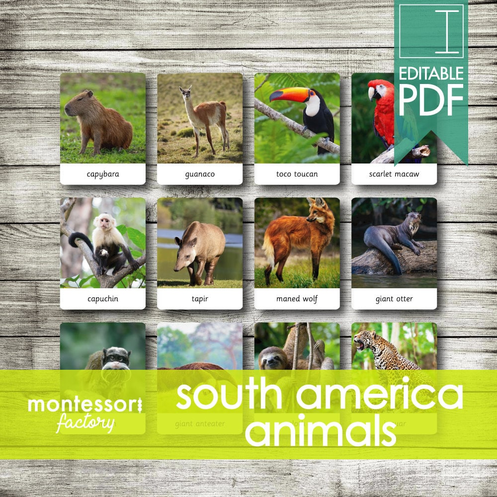 SOUTH AMERICA ANIMALS Montessori Cards Flash Cards Three - Etsy
