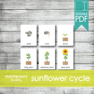 SUNFLOWER LIFE CYCLE • Montessori Cards • Flash Cards • Educational Material • Montessori Printable • Editable