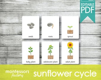 SUNFLOWER LIFE CYCLE • Montessori Cards • Flash Cards • Educational Material • Montessori Printable • Editable