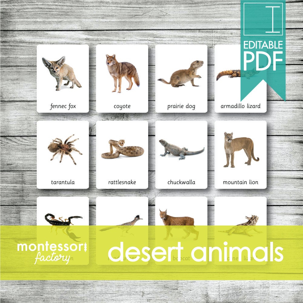 DESERT ANIMALS Montessori Cards Flash Cards Three Part - Etsy Australia DESERT ANIMALS Montessori Cards Flash Cards Three Part - Etsy Australia