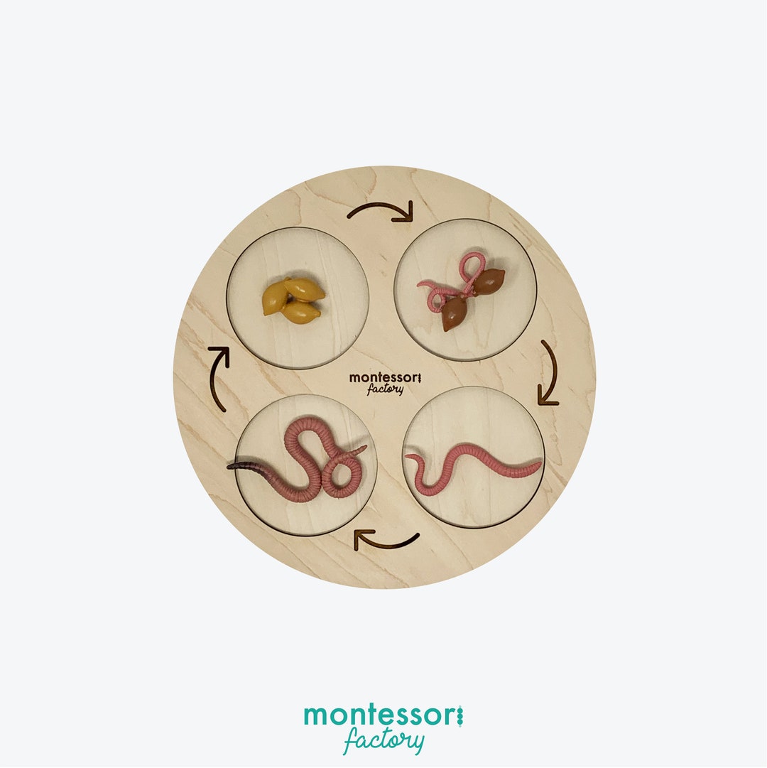 Earthworm Life Cycle • Montessori Wooden Tray • Biology Learning - Etsy