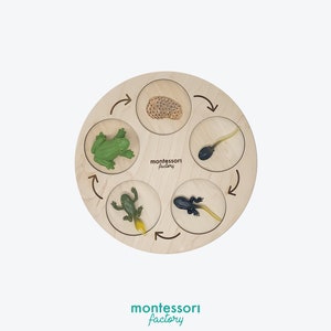 Life Cycle of a FROG • Montessori Material • Educational Toy • Wooden Life Cycle Tray • Wood Life Cycle Board • Biology • Zoology