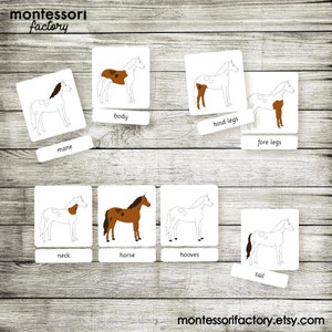 PARTS of a HORSE • Montessori Cards • Flash Cards • Three Part Cards ...