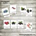 BERRIES ⦿ Montessori Cards • Flash Cards • Three Part Cards ...