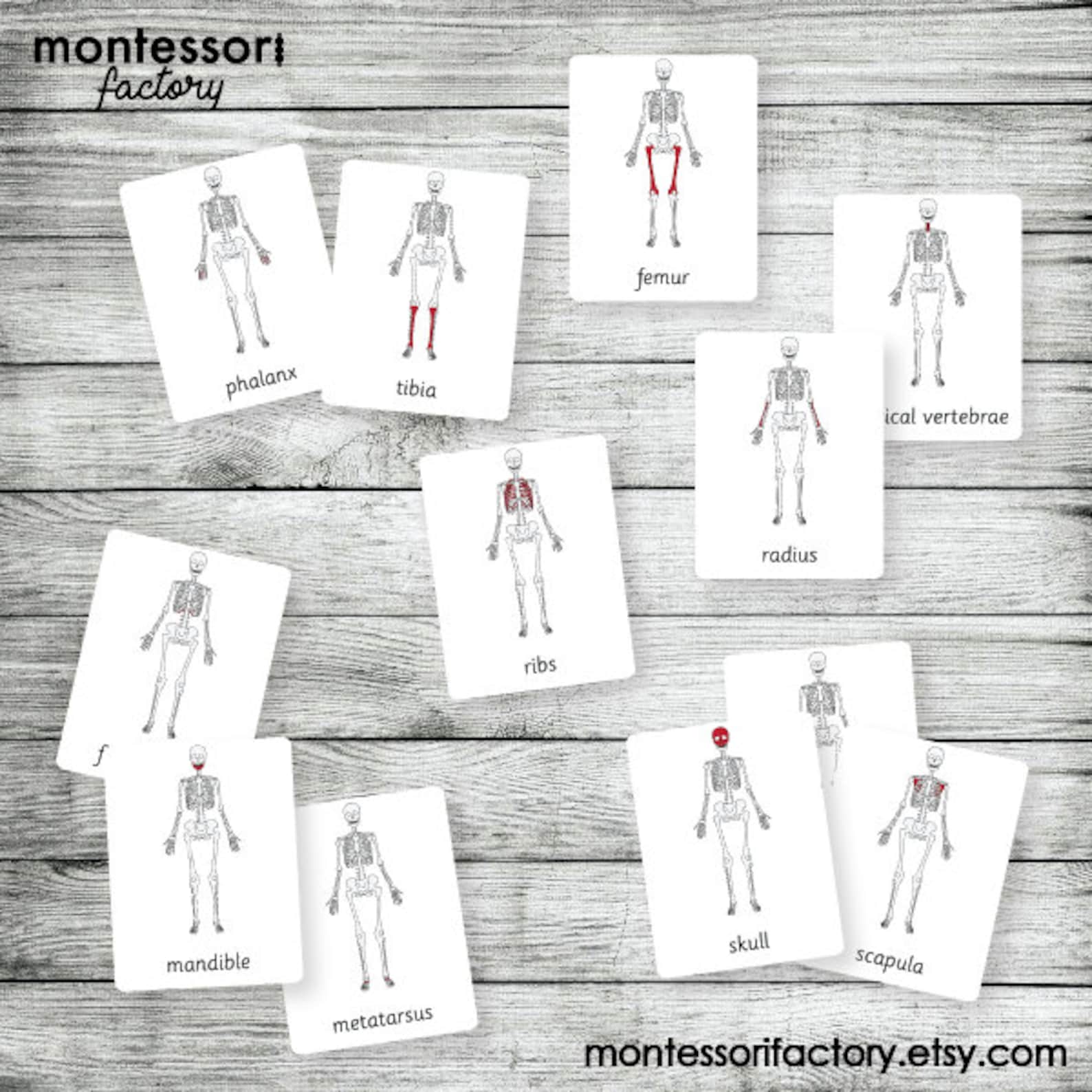 Human Skeleton Montessori Nomenclature Cards (editable PDF) - Etsy Canada