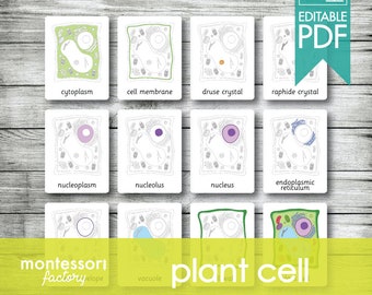 HUMAN BODY CELLS Montessori Cards Flash Cards Three Part Cards ...