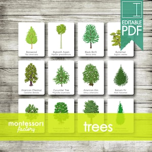 TREES • Montessori Cards • Flash Cards • Three Part Cards • Nomenclature Cards • Montessori • Waldorf • Printable • Editable PDF