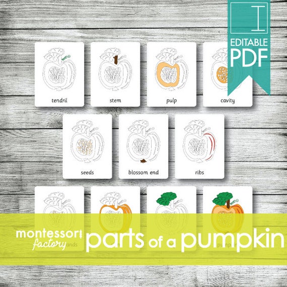 PARTS of a PUMPKIN Montessori Cards Flash Cards Three Part