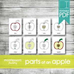 Partes de una APPLE Tarjetas Montessori, Tarjetas Flash, Tarjetas de Tres Partes, Tarjetas de Nomenclatura, Material Educativo, Imprimible, PDF Editable
