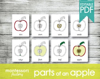 Parti di carte Montessori APPLE, schede flash, schede in tre parti, schede nomenclatura, materiale didattico, PDF stampabile e modificabile